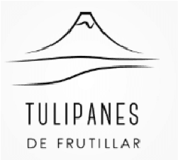 Tulipanes de Frutillar